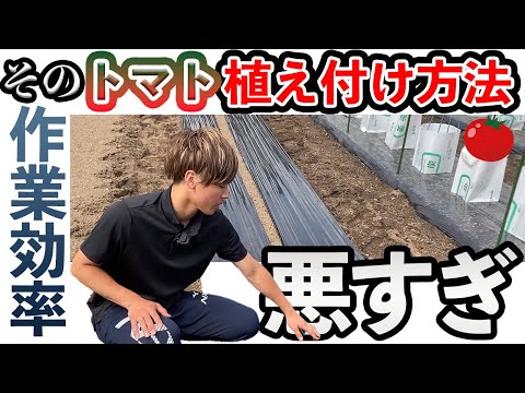 トマトの移植で失敗しない！地温15℃が成功の鍵