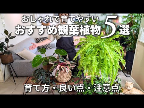 ピンクの観葉植物の選び方と育て方のコツを紹介