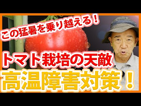 トマトがしおれる理由は2つだけ！病気と高温の見分け方と正しい対処法