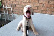 17 Labrador Retriever Pictures to Brighten Your Day