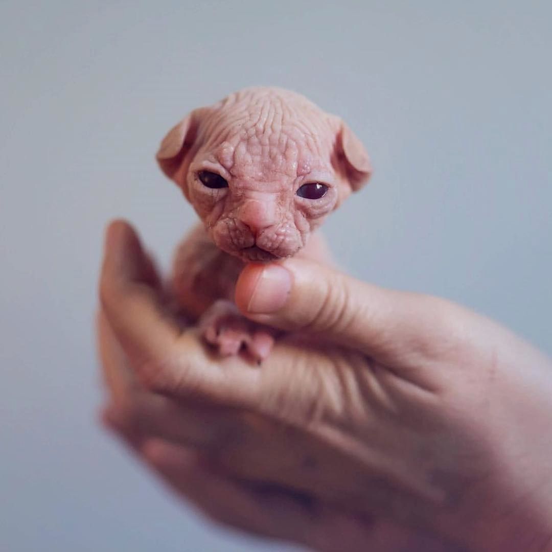 Sphynx kitten
