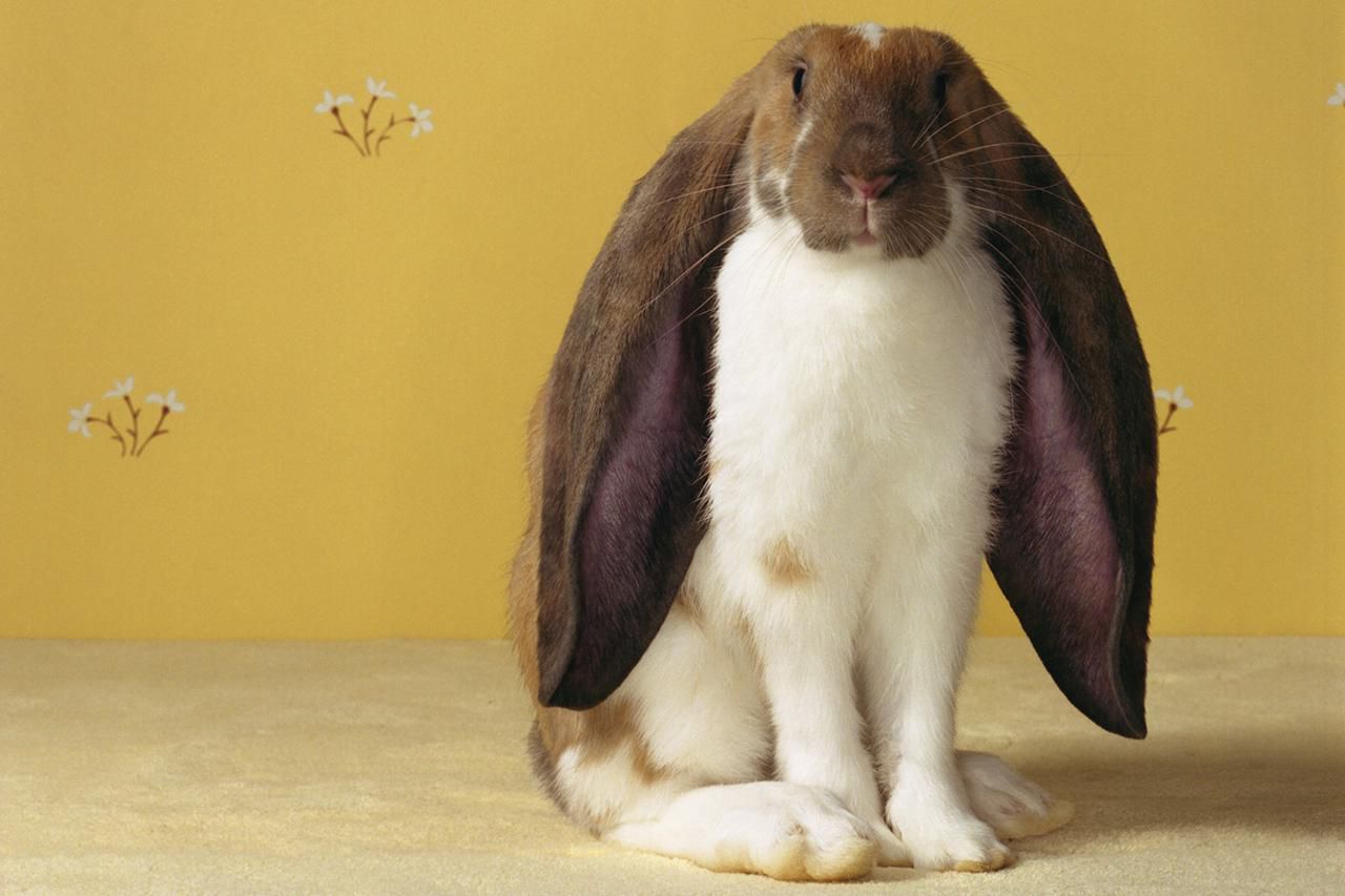 English lop rabbit sitting against yellow wallpaper