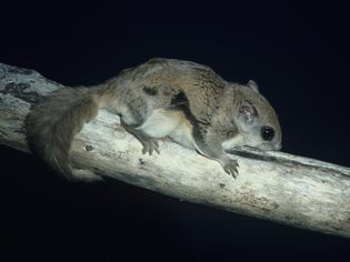 Should You Keep a Southern Flying Squirrel as a Pet? Should You Keep a Southern Flying Squirrel as a Pet?