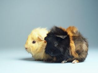 How to Care for a Pet Guinea Pig