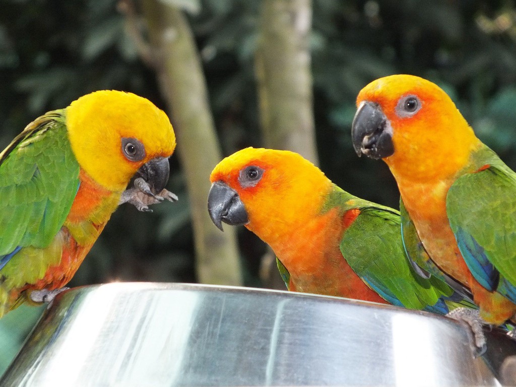 A List of 5 Types of Small Parrots