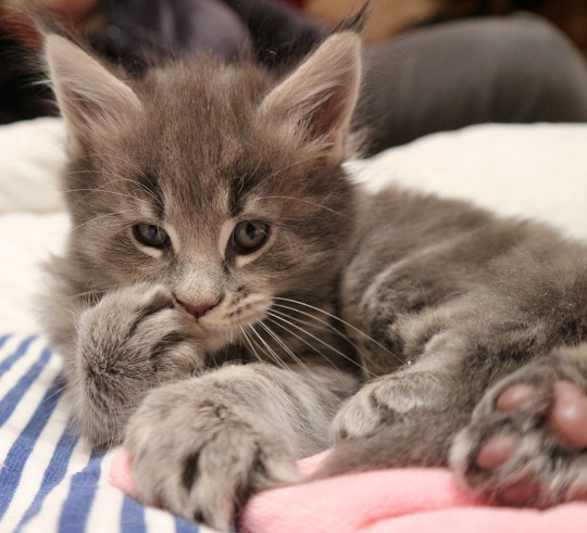 maine coon cat