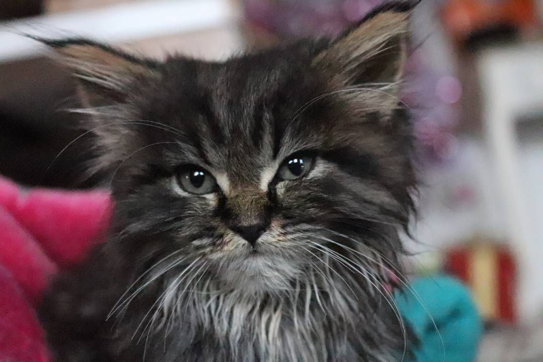 maine coon kitten shining eyes