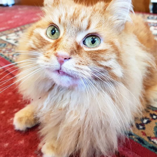 maine coon cat