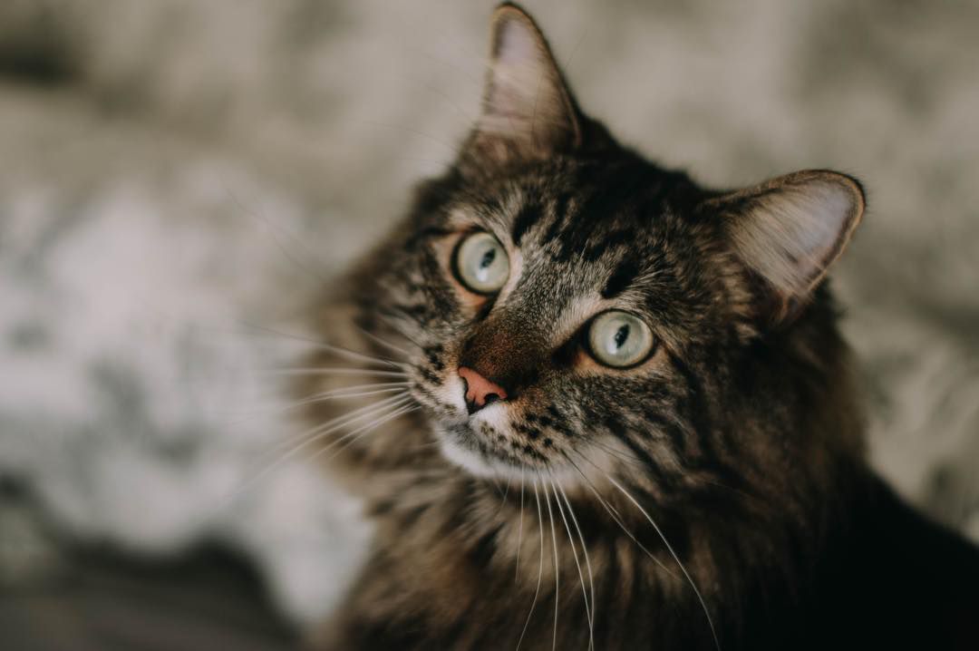 maine coon cat Breanna Kistner