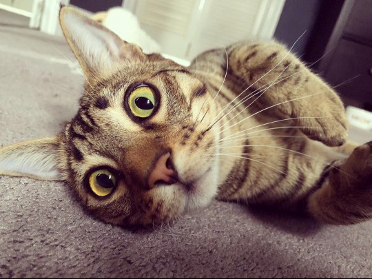 bengal cat
