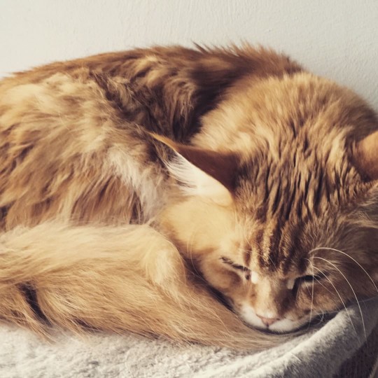 maine coon cat