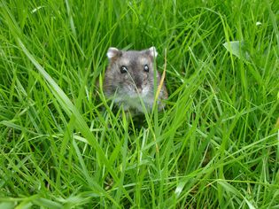 How to Care for a Pet Winter White Dwarf Hamster