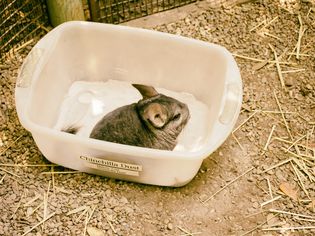 A chinchilla taking a dust bath