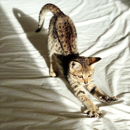 bengal cat