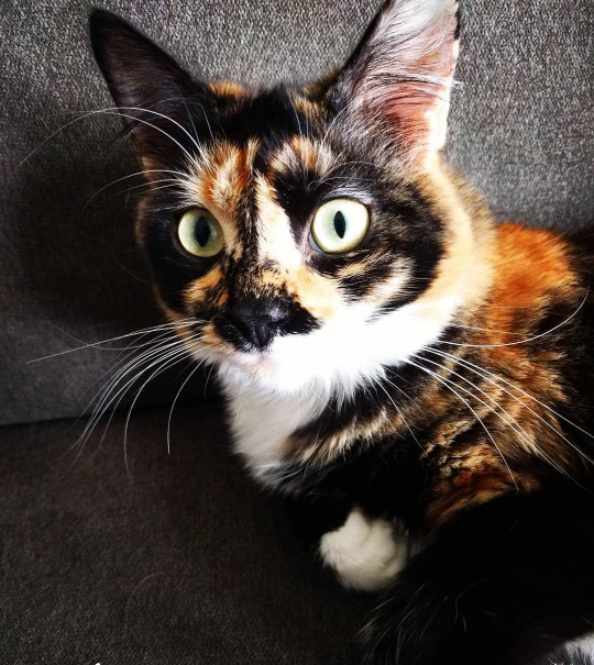 Tortoiseshell cat looking directly ahead.