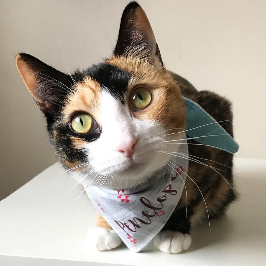 calico cat