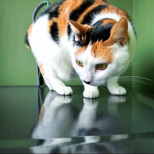 calico cat