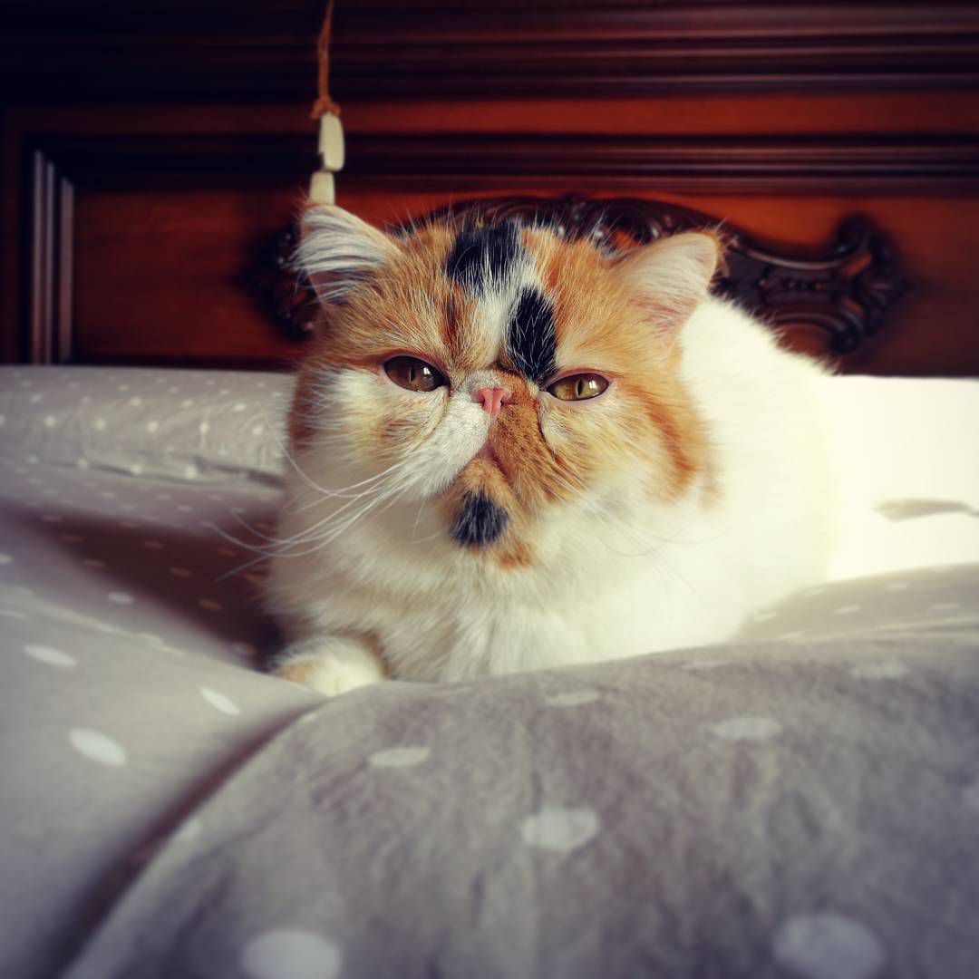 calico cat