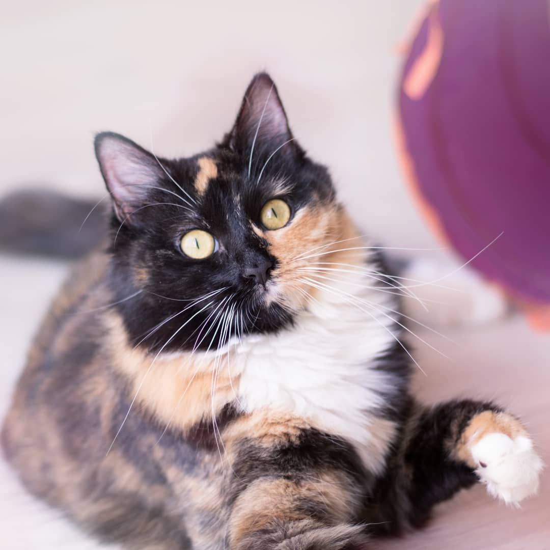 tortoiseshell cat