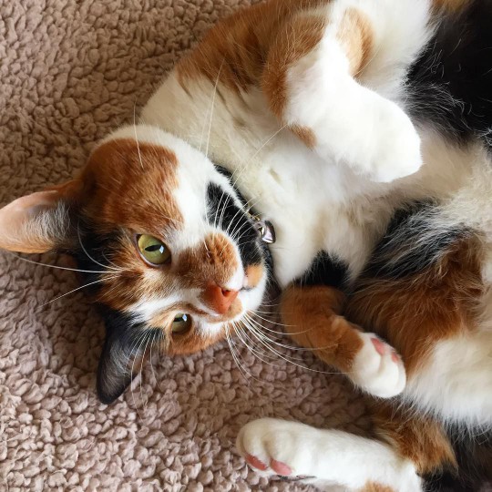 calico cat