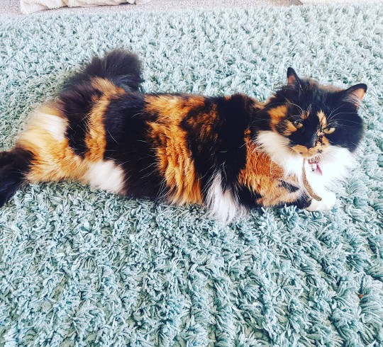 calico cat