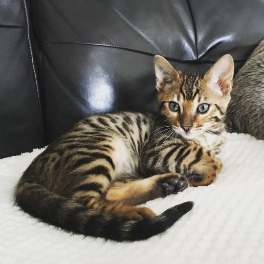 bengal cat