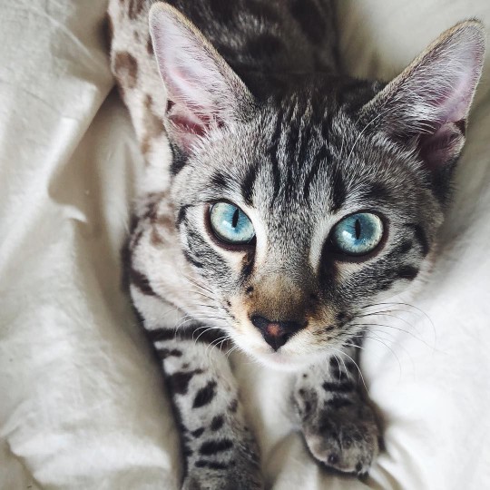 bengal cat