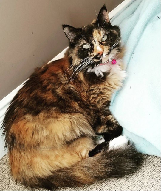 Tortoiseshell cat lounging near a pillow.
