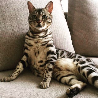 bengal cat
