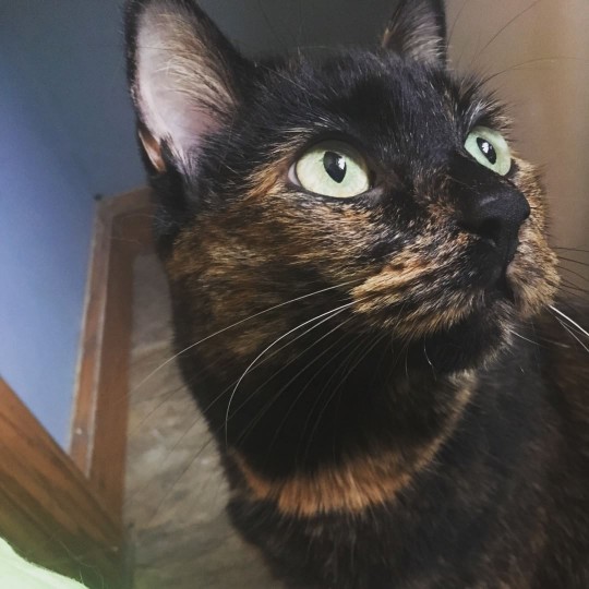 Close-up of tortoiseshell cat&#39;s face looking upward.