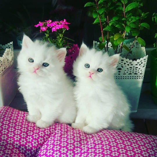 white kittens