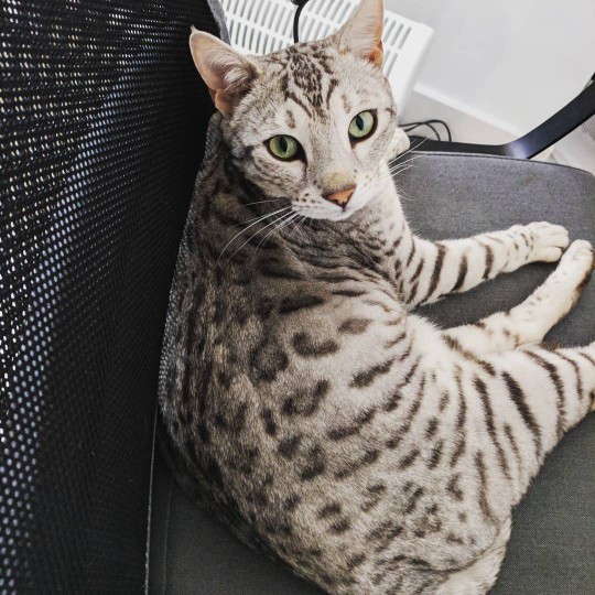 bengal cat