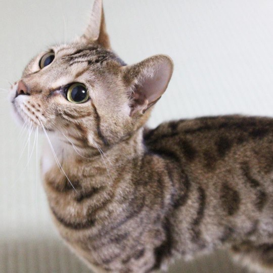 bengal cat