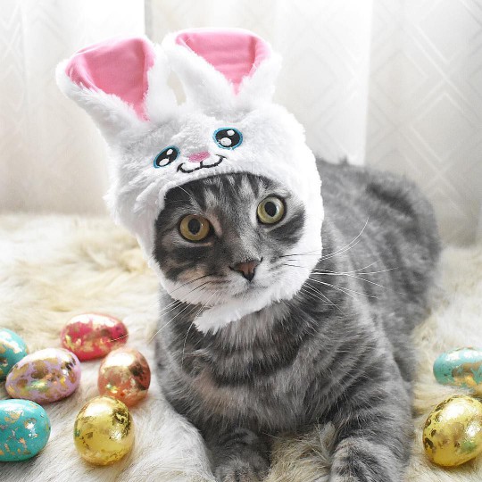 cat acted like baby