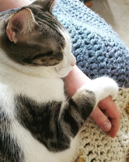 cat acted like baby