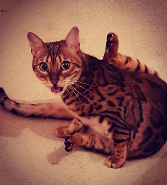 cat acted like baby