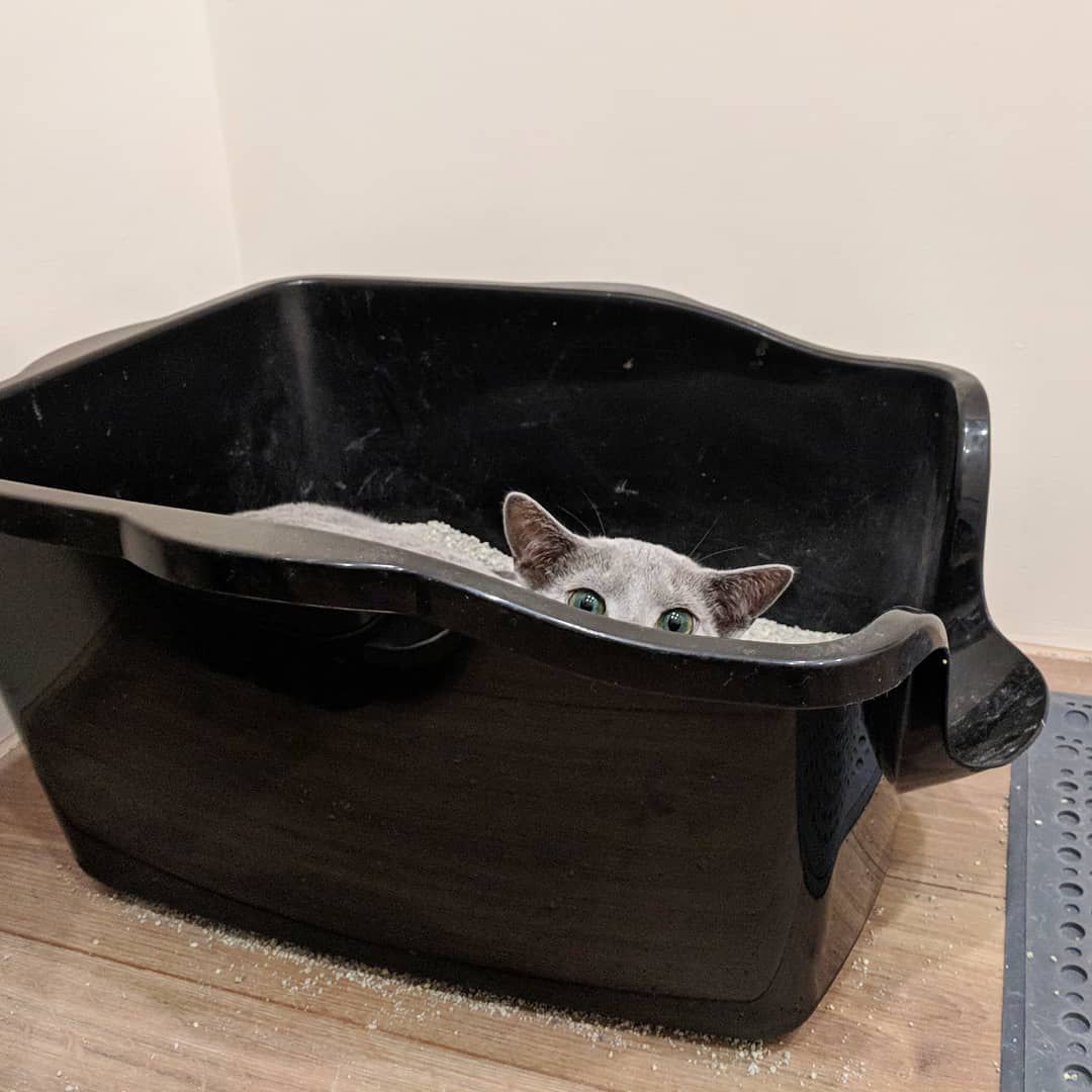 cat acted like baby