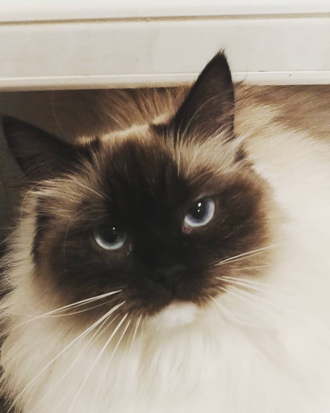 cat acted like baby