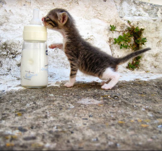 cat acted like baby