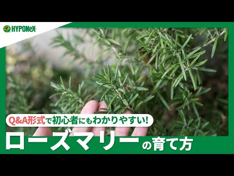 サテンリーフツリーの育て方｜5年育てた私が教える失敗しないコツ