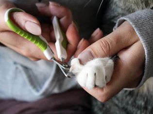 Shiny Pet Nail Clippers