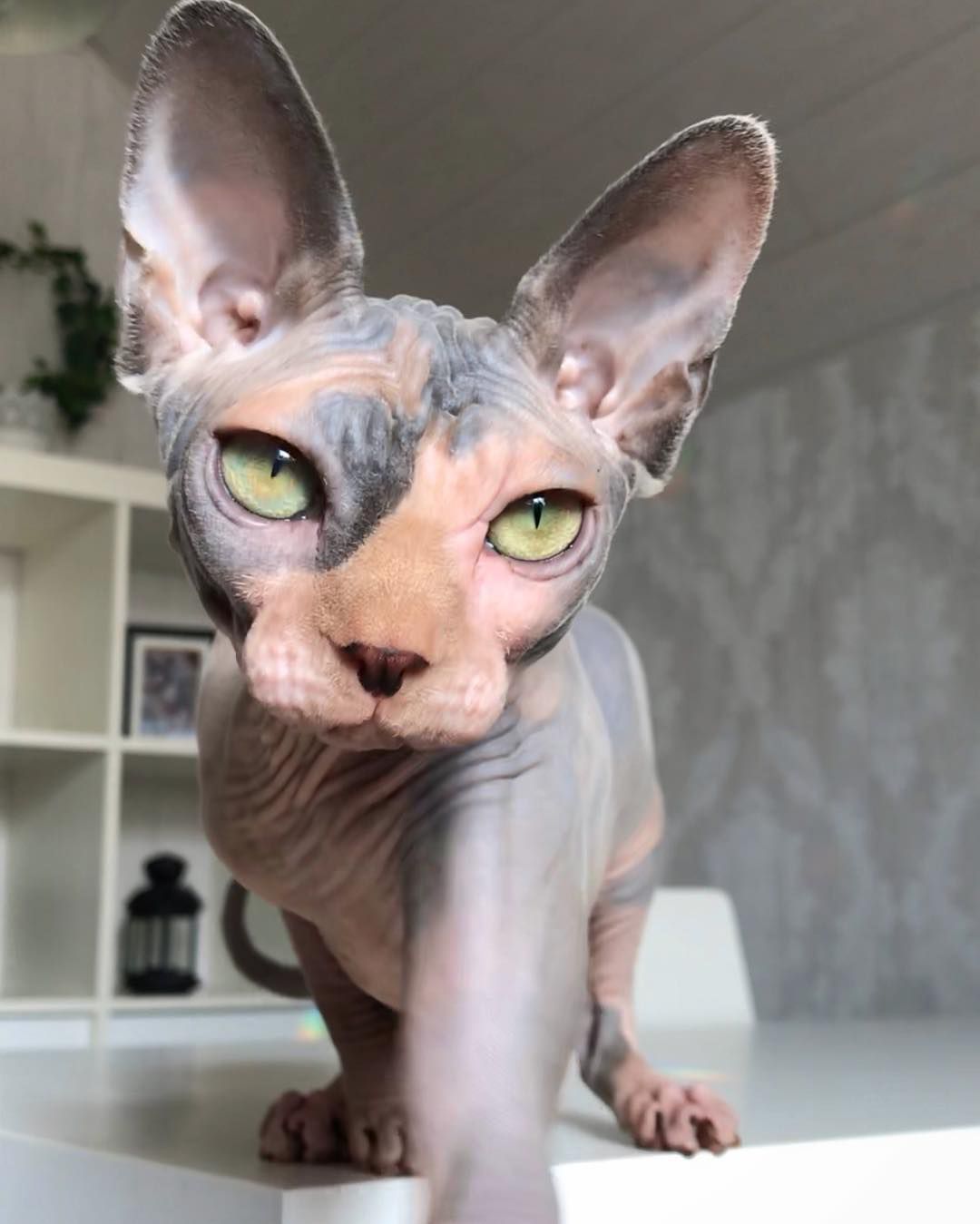 Multicolor sphynx