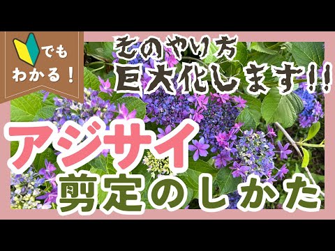 【アジサイの木剪定】間違えると花が咲かない！正しい時期と方法をたった3ステップで解説