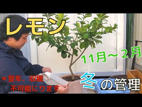 鉢植えの木の冬越しを成功させる実践的なコツと注意点
