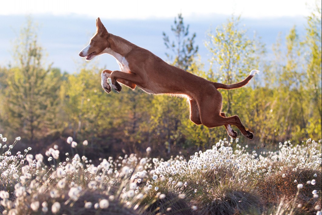 Ibizan Hound jumping through a meadow