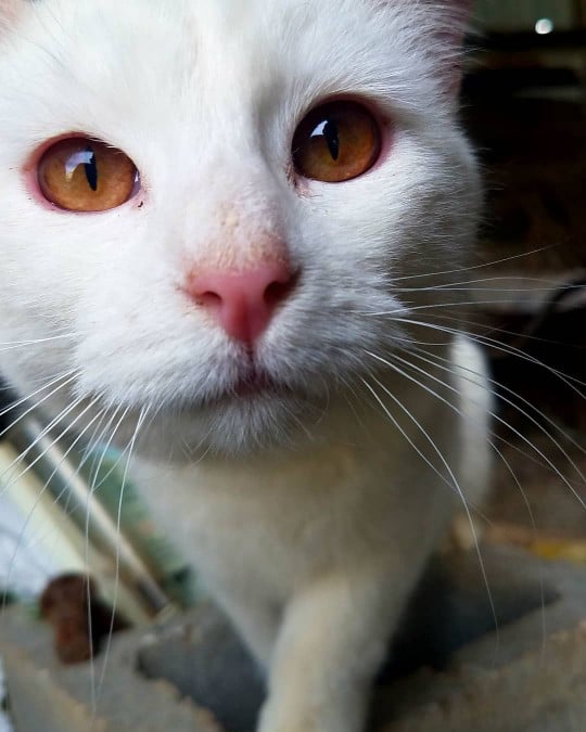 albino cat or white cat