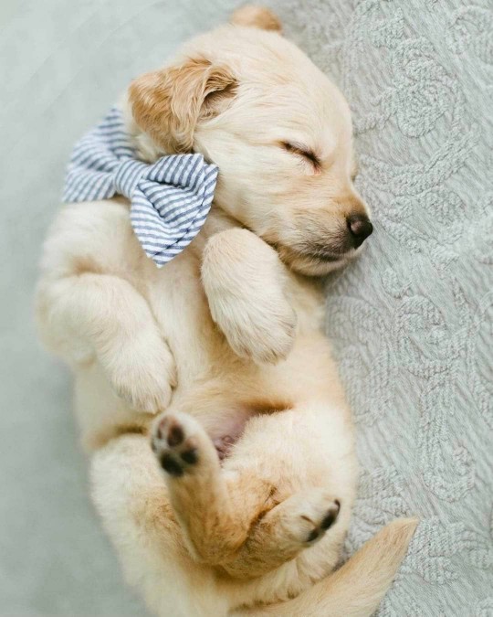 Golden retriever puppy curled up while sleeping