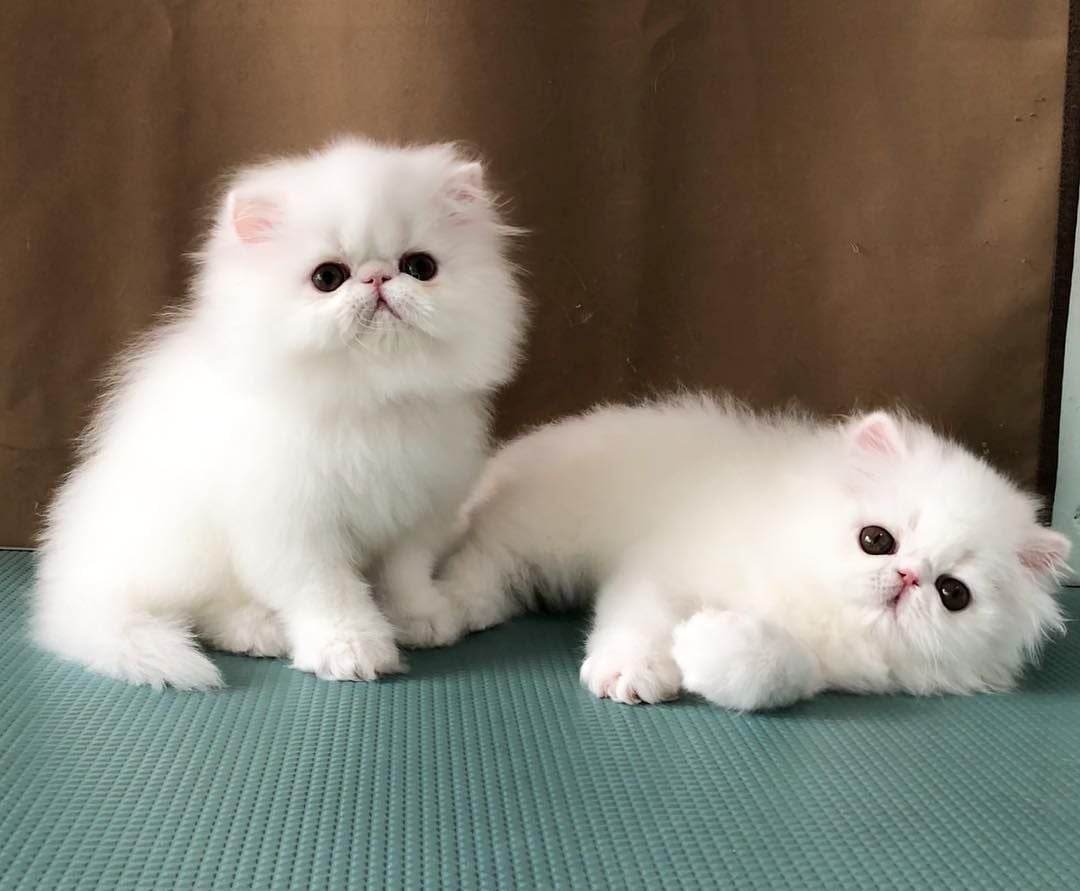 white kittens