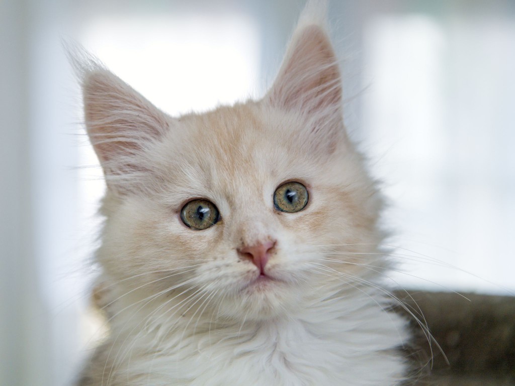 maine coon cat white color