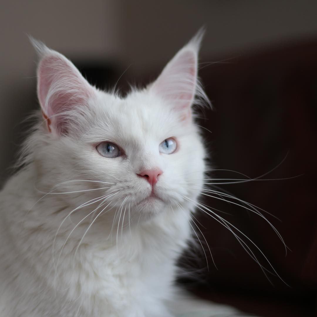 white cat